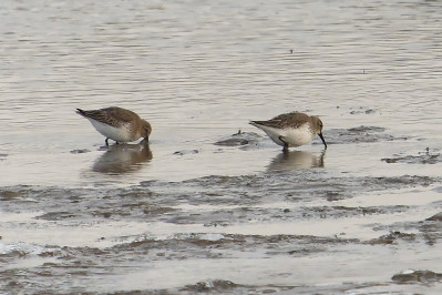 Bonte Strandloper