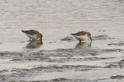 Bonte Strandloper<br>Dunlin