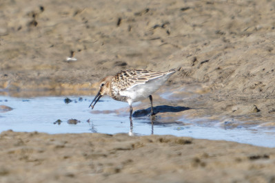 Bonte Strandloper