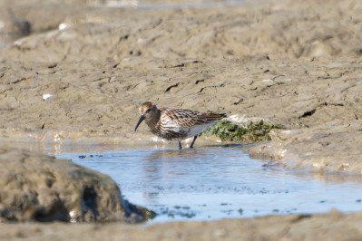 Bonte Strandloper