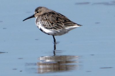 Bonte Strandloper