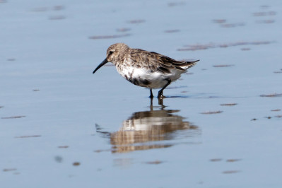 Bonte Strandloper