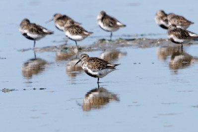 Bonte Strandloper