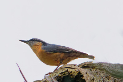 Boomklever<br>Nuthatch