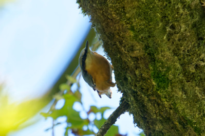 BoomkleverEurasian Nuthatch