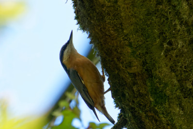 BoomkleverEurasian Nuthatch