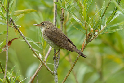 Bosrietzanger<br>Marsh Warbler