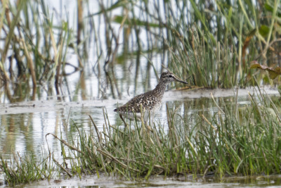 Bosruiter<br>Wood Sandpiper