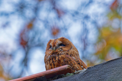 BosuilTawny Owl