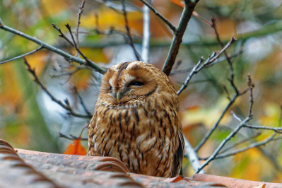 BosuilTawny Owl