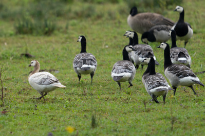 Brandgans /afwijkendBarnacle Goose /Divergent