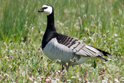 Brandgans<br>Barnacle Goose