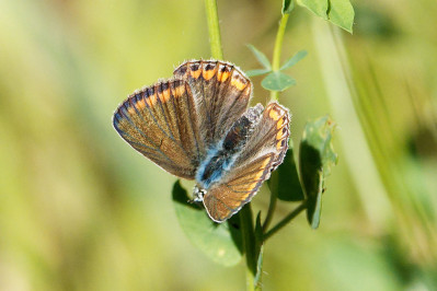 Bruin BlauwtjeBrown Argus