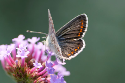 Bruin BlauwtjeBrown Argus