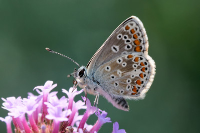 Bruin BlauwtjeBrown Argus