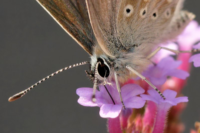 Bruin BlauwtjeBrown Argus