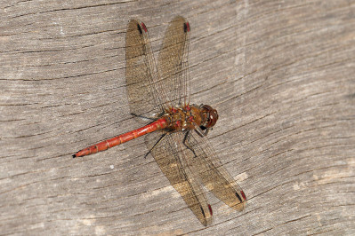 Bruinrode heidelibelCommon Darter