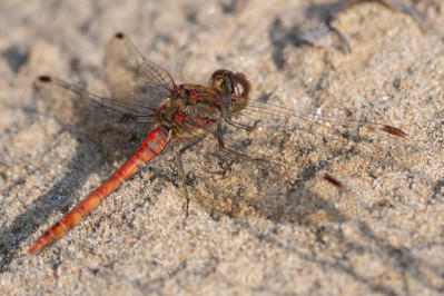 Bruinrode heidelibel /mCommon Darter /m