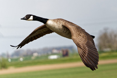 Canadese Gans<br>Canada Goose