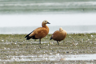 Casarca<br>Ruddy Shelduck