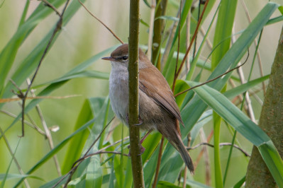 Cetti's Zanger