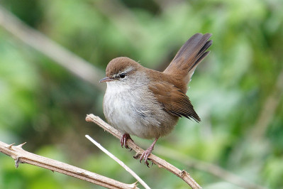 Cetti's Zanger