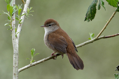 Cetti's Zanger<br>Cetti's Warbler