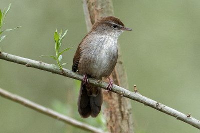 Cetti's Zanger