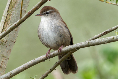 Cetti's Zanger