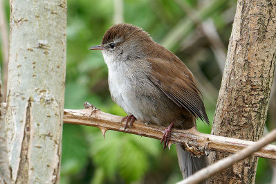 Cetti's Zanger