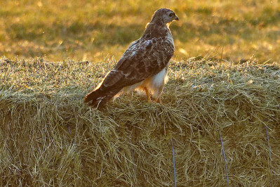 Donkere Buizerd