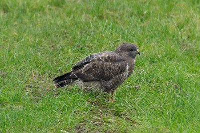 Donkere Buizerd