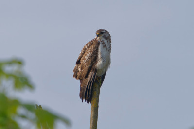 Donkere Buizerd