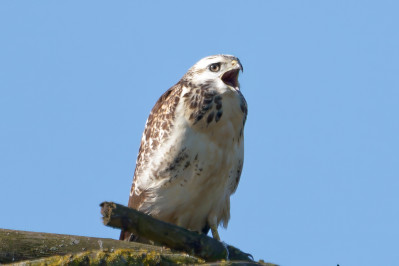 BuizerdCommon Buzzard