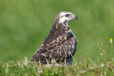 BuizerdCommon Buzzard