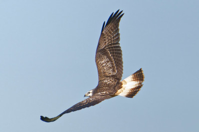 BuizerdCommon Buzzard