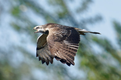 BuizerdCommon Buzzard