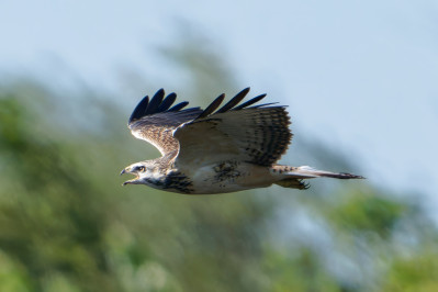 BuizerdCommon Buzzard