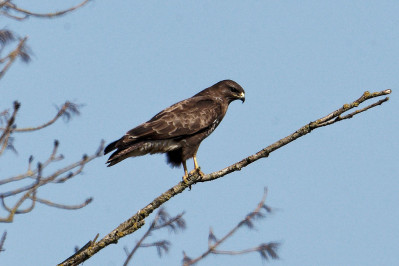 Donkere Buizerd