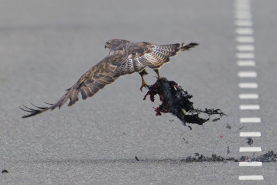 BuizerdCommon Buzzard