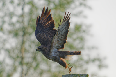 BuizerdCommon Buzzard