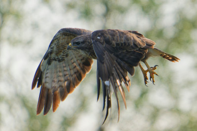 BuizerdCommon Buzzard