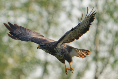 BuizerdCommon Buzzard