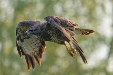 BuizerdCommon Buzzard