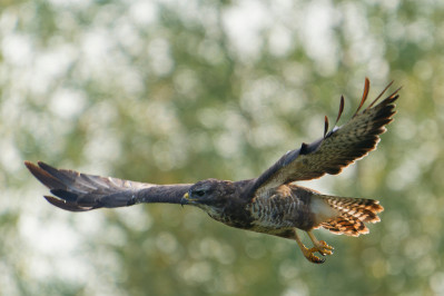 BuizerdCommon Buzzard