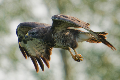 BuizerdCommon Buzzard