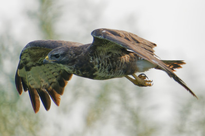 BuizerdCommon Buzzard