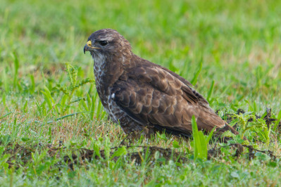 BuizerdCommon Buzzard