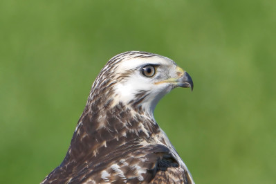 BuizerdCommon Buzzard