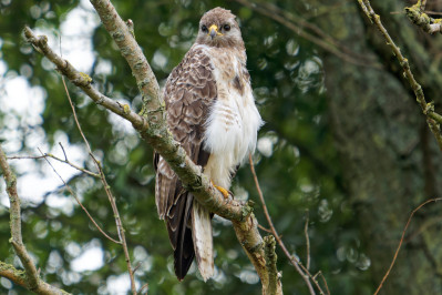 Buizerd 